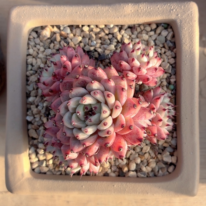 多肉植物 绿爪一物一拍-4