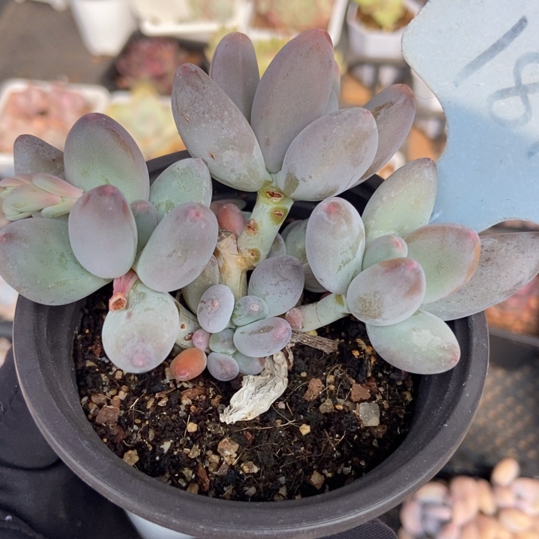 1812白兰地多肉植物