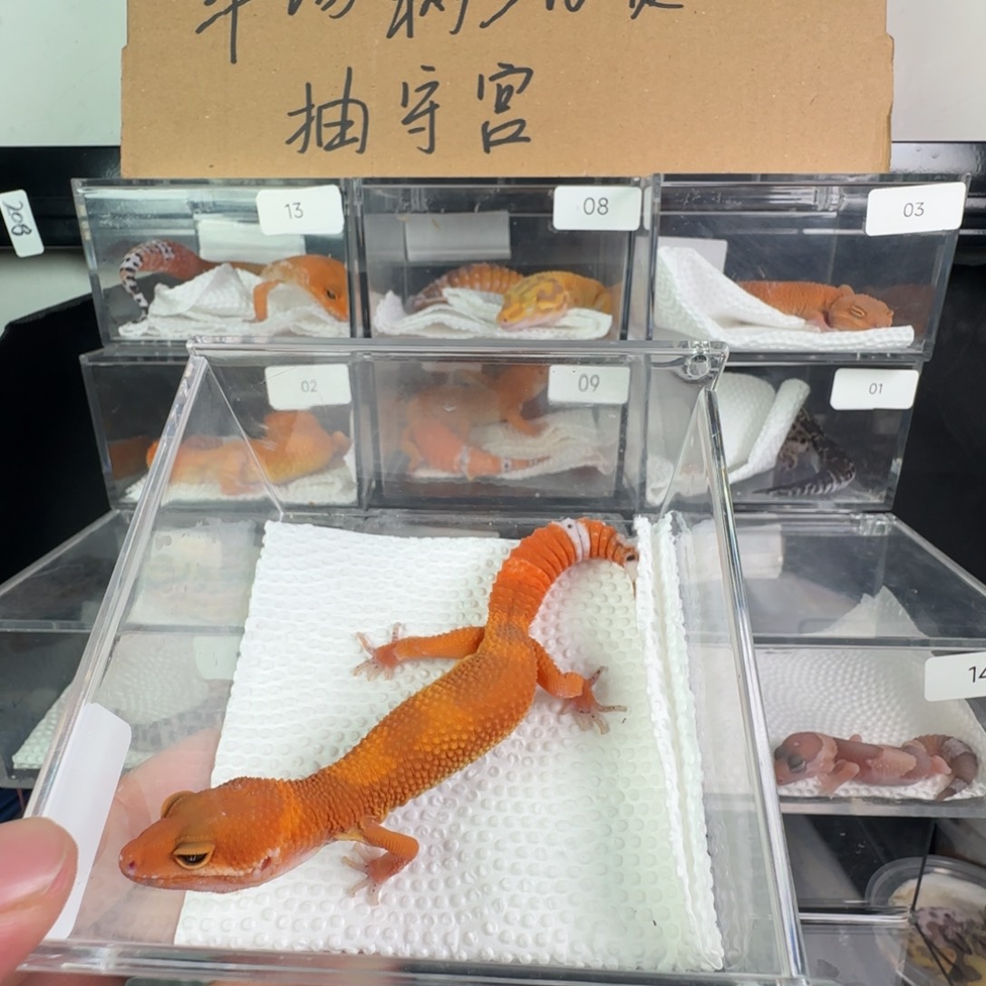 豹纹守宫血蜜橘妹妹