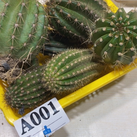 瑕疵的毛花柱a 001