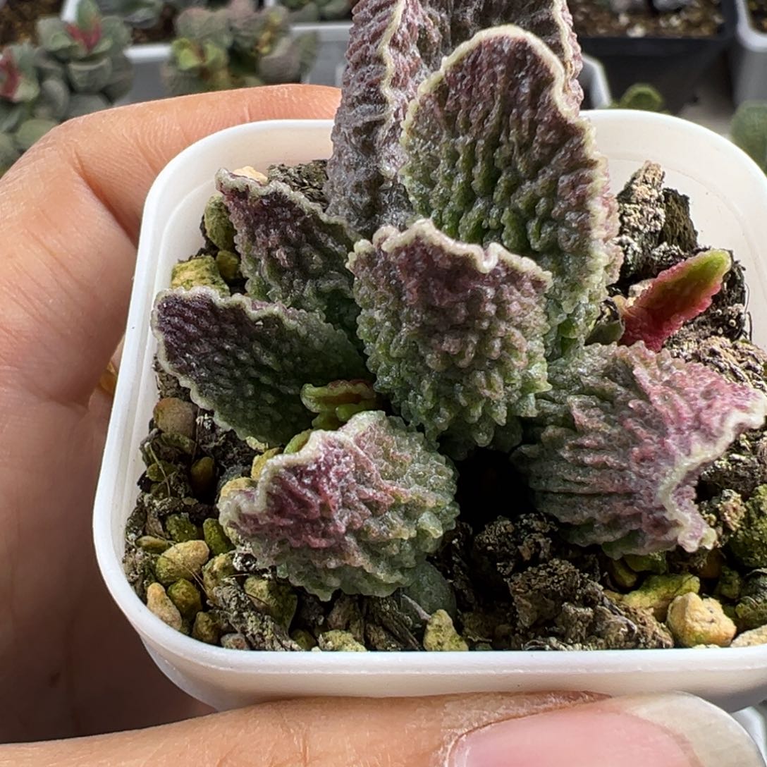 实生大苗多肉植物水泡