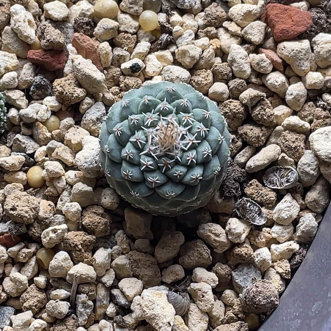 实生菊水 脱土包邮2.2公分