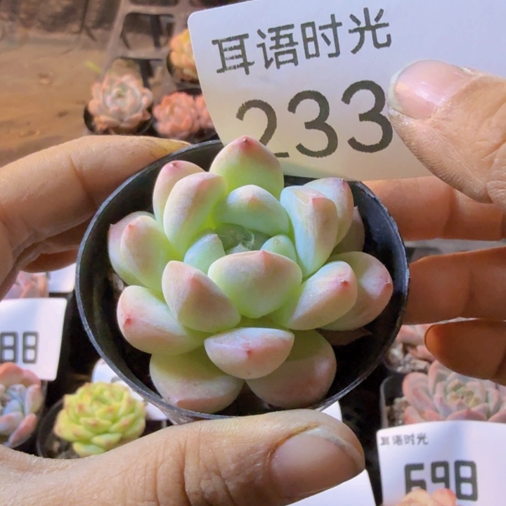 侨***233.qqqqqqqqqqqqqq