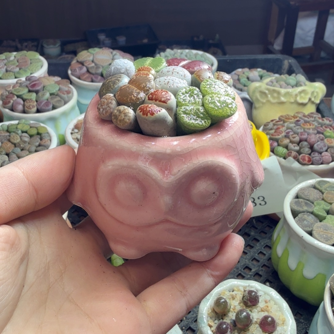 多肉葡萄的季节性和616