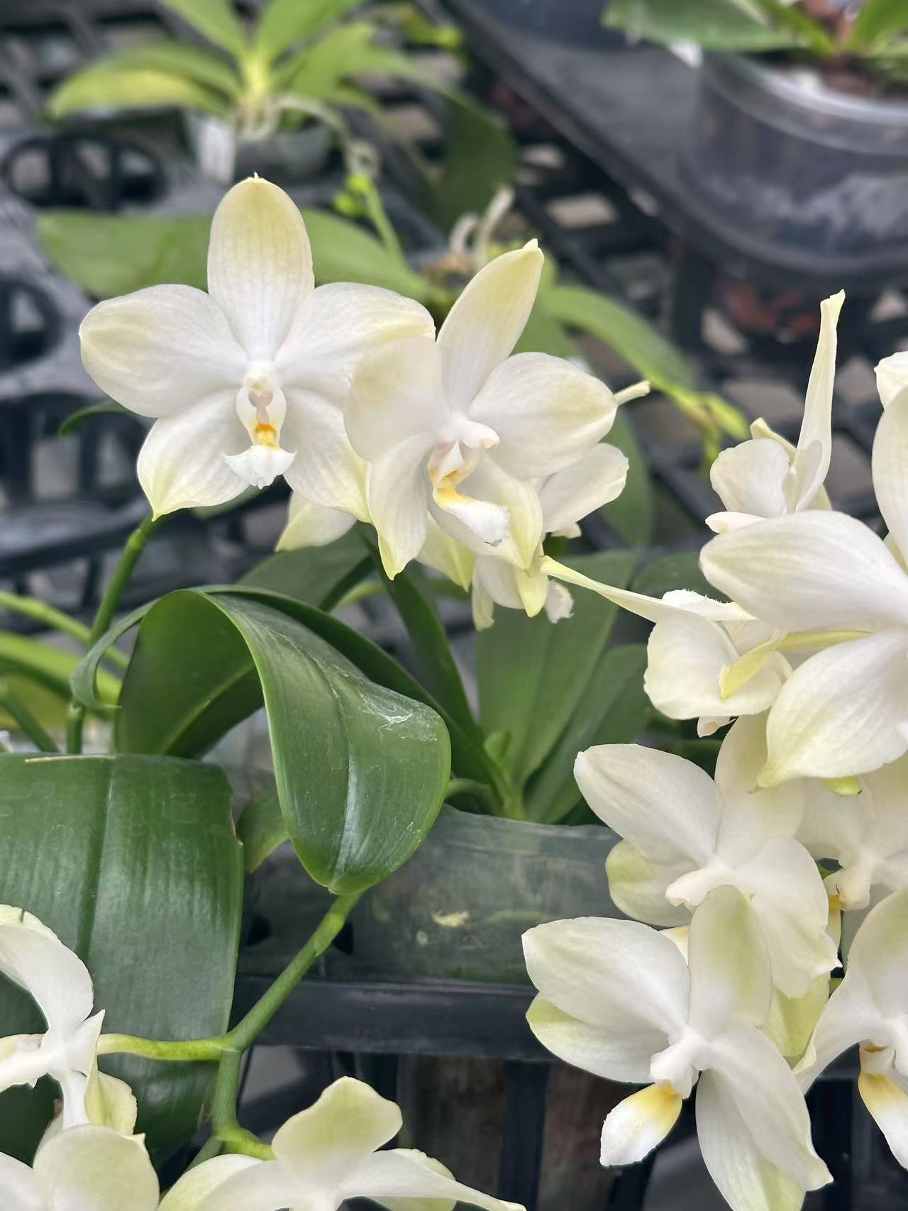 【SWR21LF】稀有品种原生种有花香耐高温蝴蝶兰