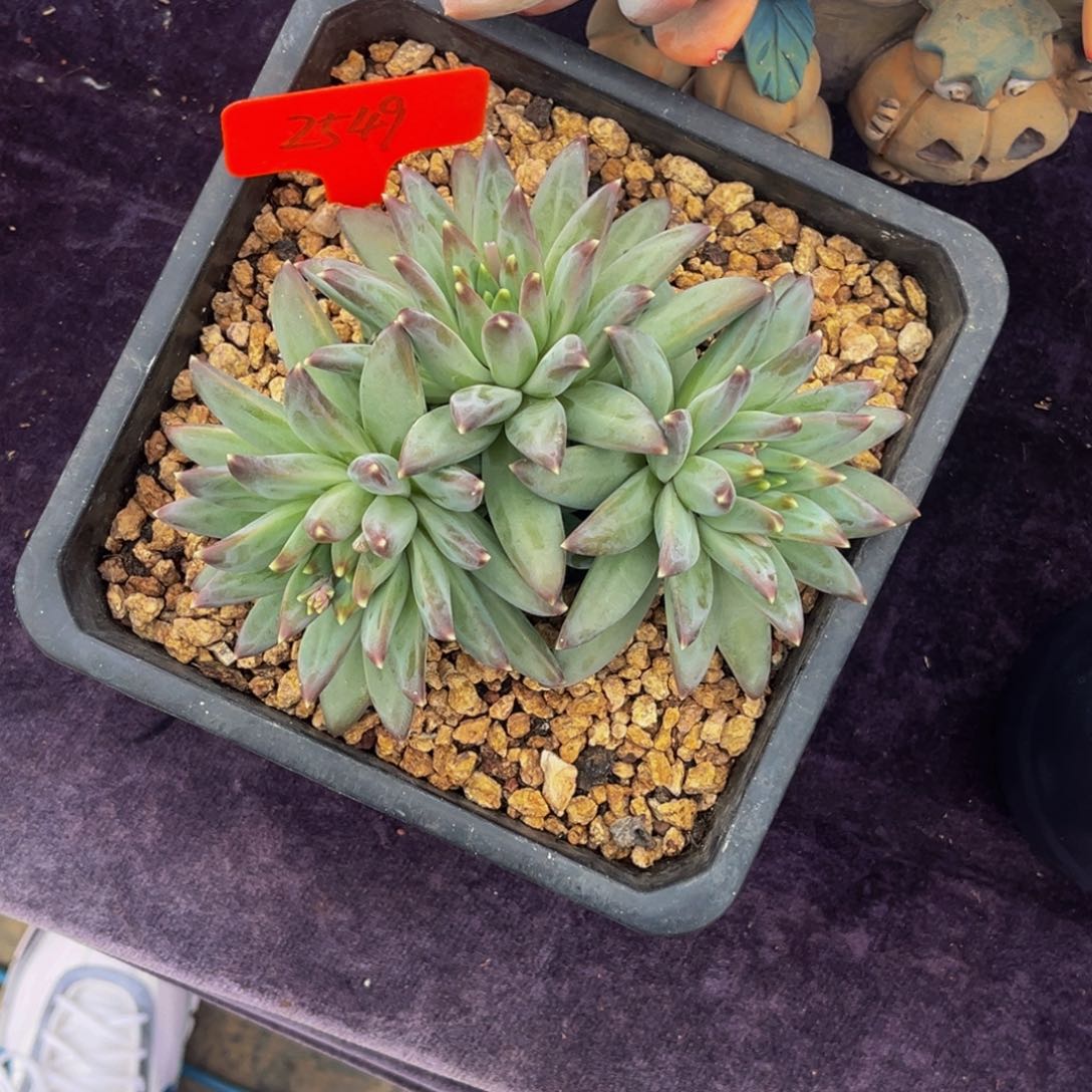 2549号上午多肉植物群生多肉