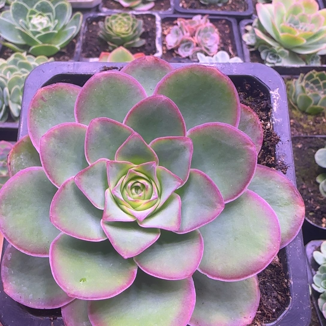 9厘米红色老庄大单头1424242422