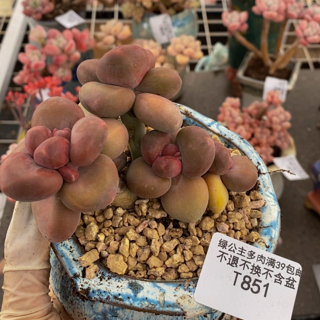 芒果奶酪金蟾kk奶851/9c m