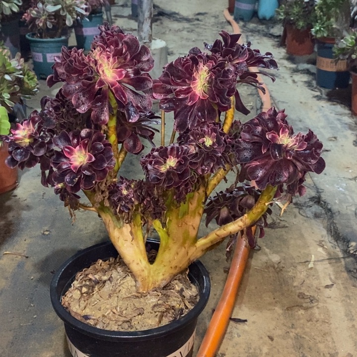 庄***庄珊瑚绒缀多肉植物49 