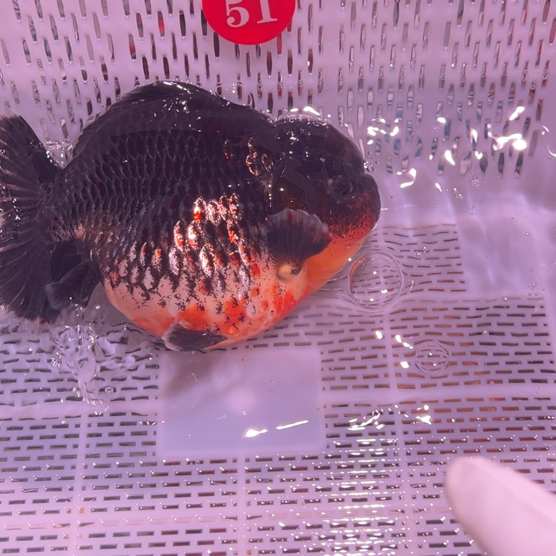 天***虹海水鱼你好意思的不说话就行