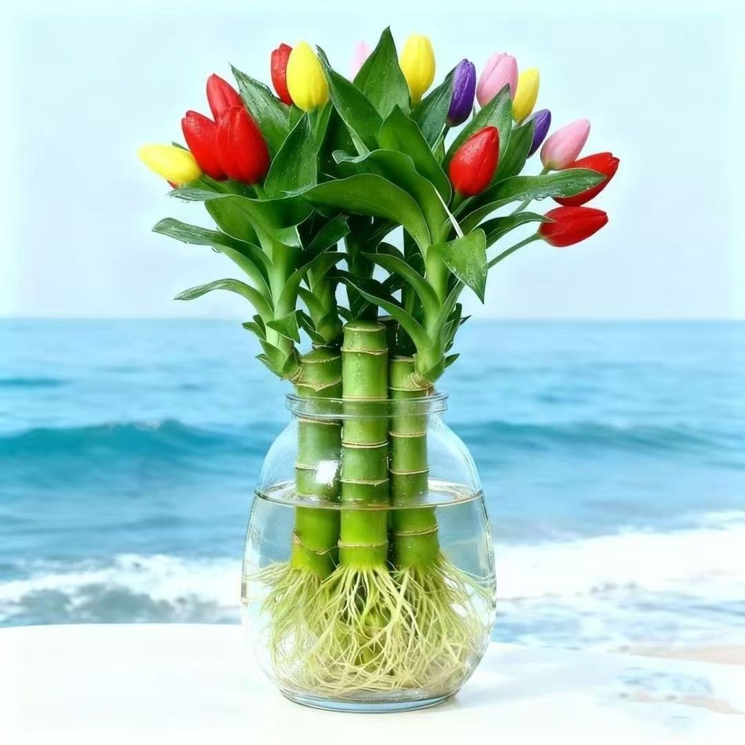 四季招财旺宅水培富贵竹客厅室内办公净化空气盆栽绿植除甲醛