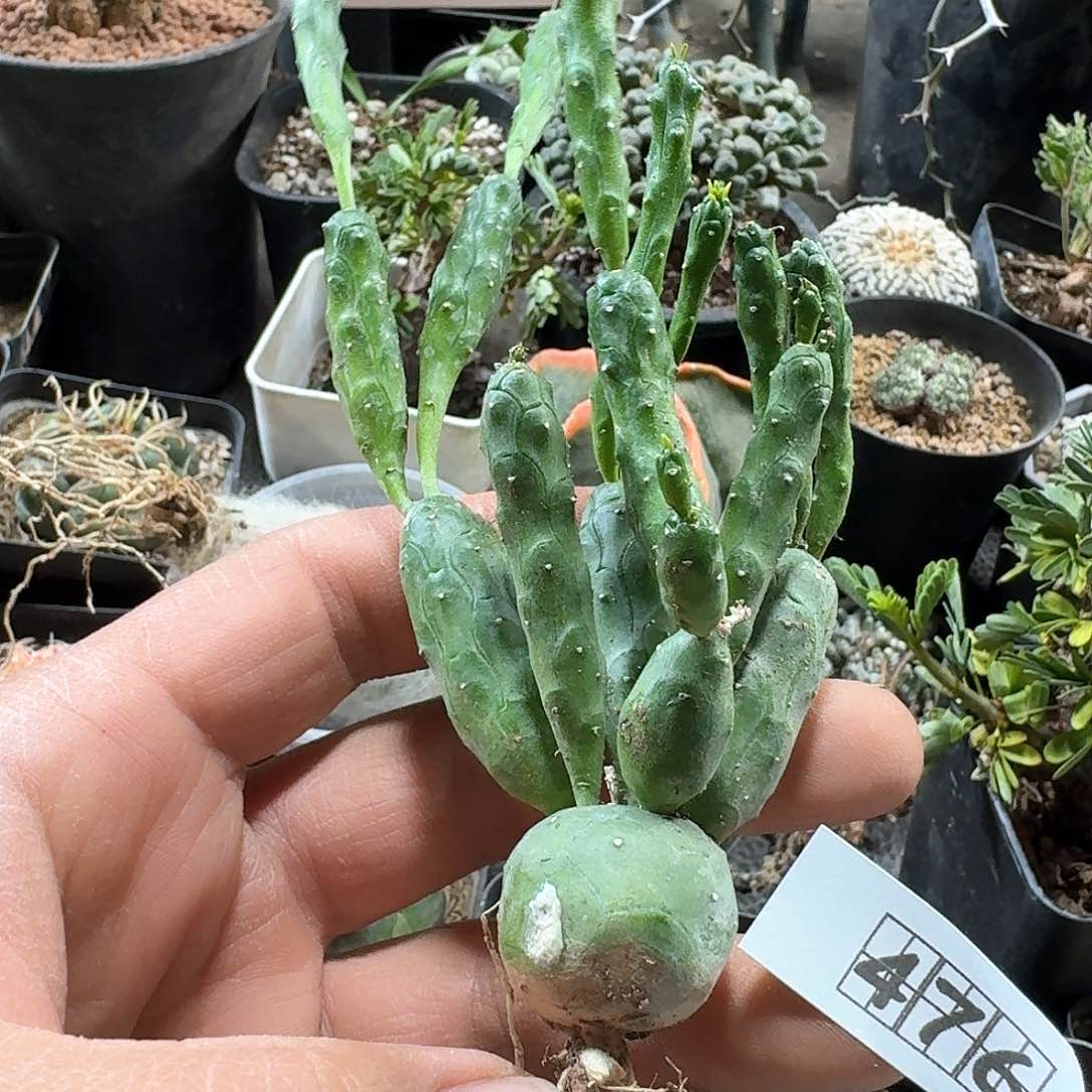 476鱼鳞宝大戟脱土发货