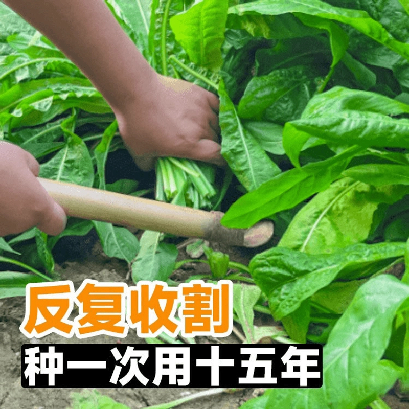 四季杂交菊苣种子大叶菊苣草种子多年生四季牧草猪牛羊鸡鸭鹅鱼草