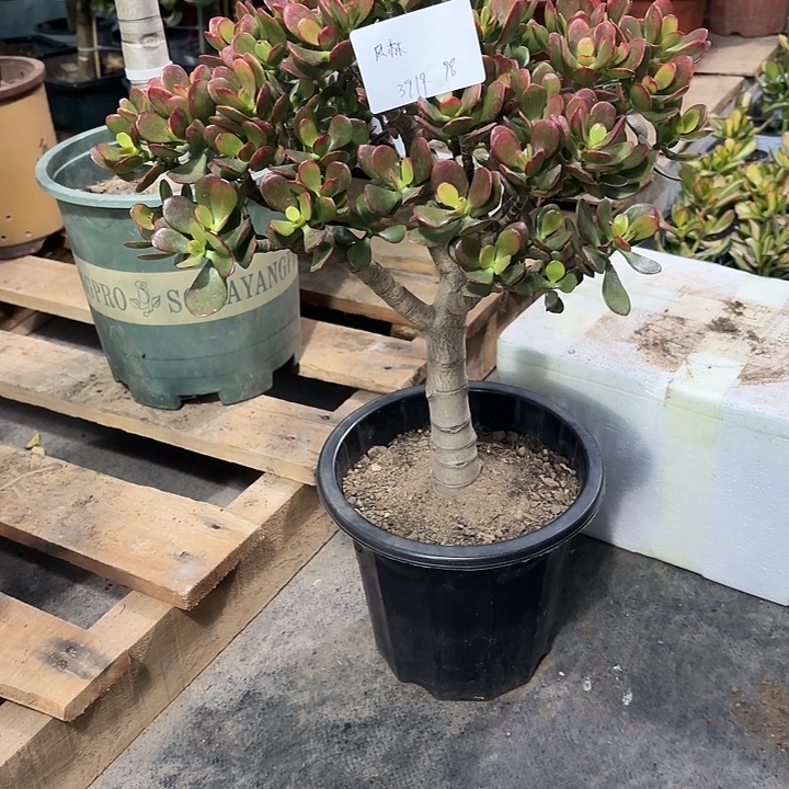 风***山当前无花栽培后可以开花糖果姬红98