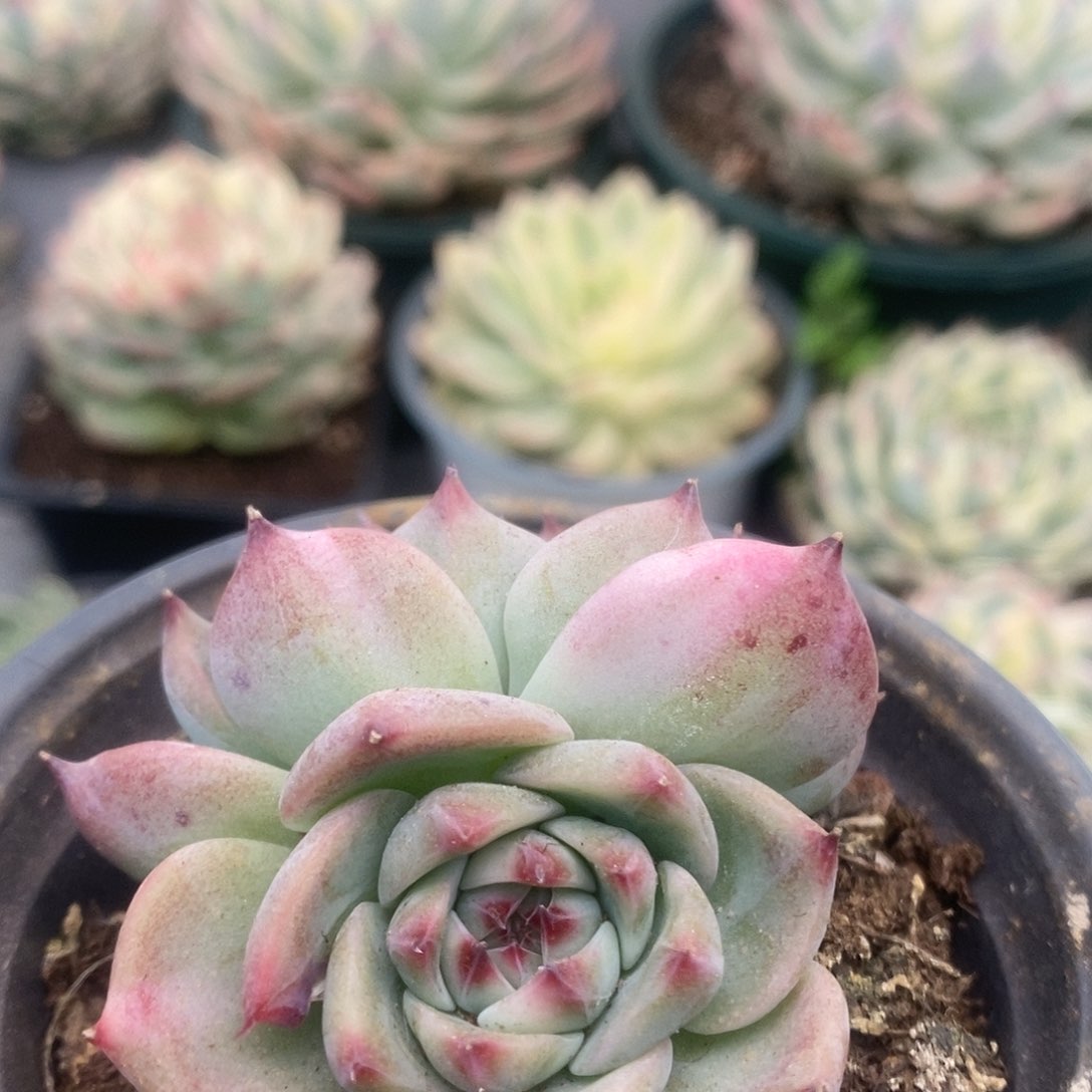 189锦锦锦锦锦锦锦锦