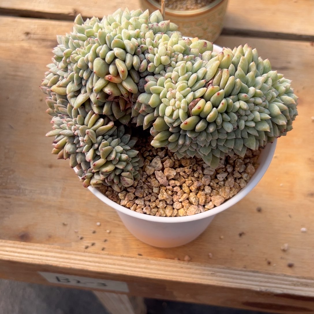 新年快乐 新年快乐