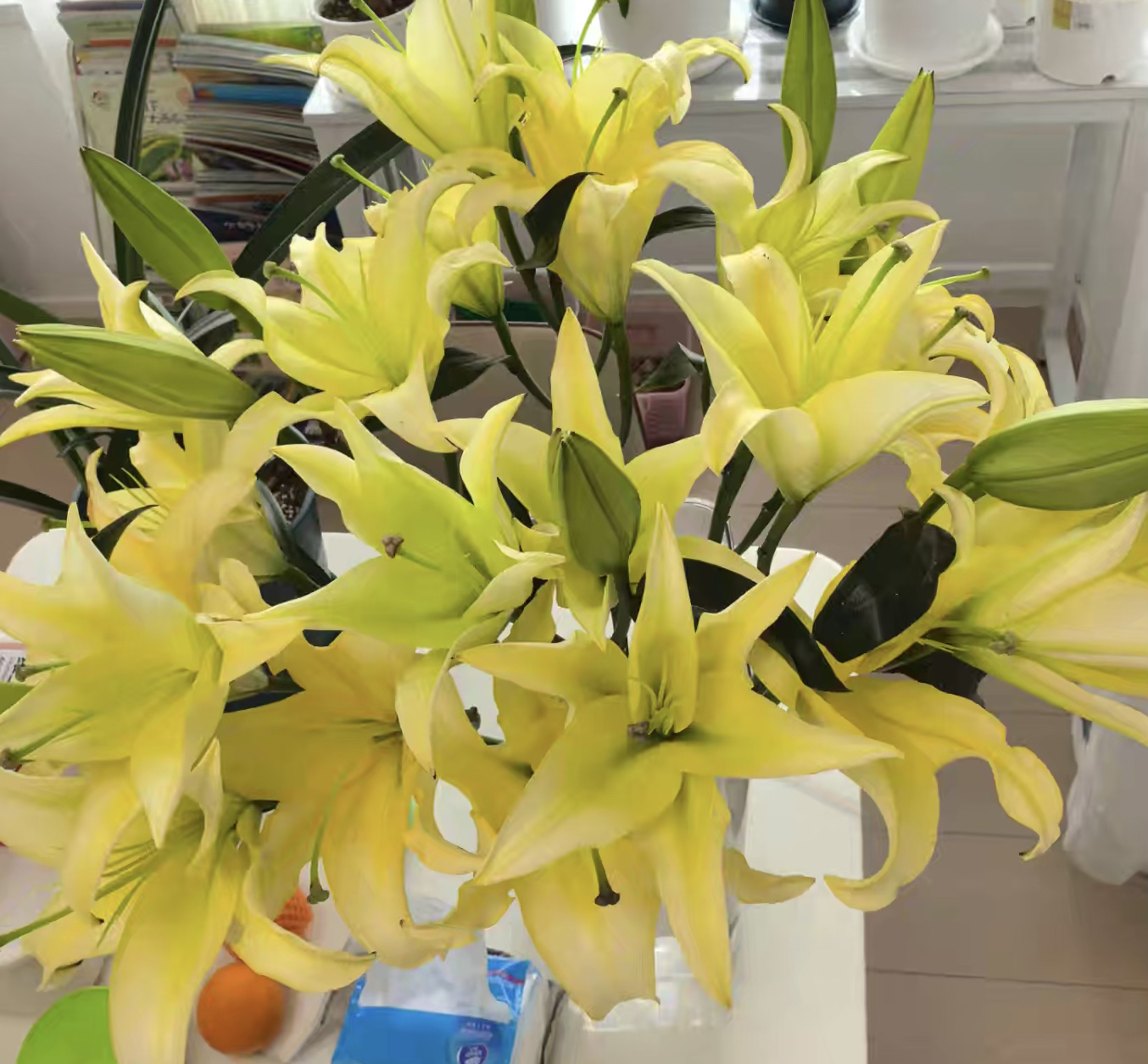 金碧辉煌单瓣香水百合花（地区颜色香味有差异介意慎拍）