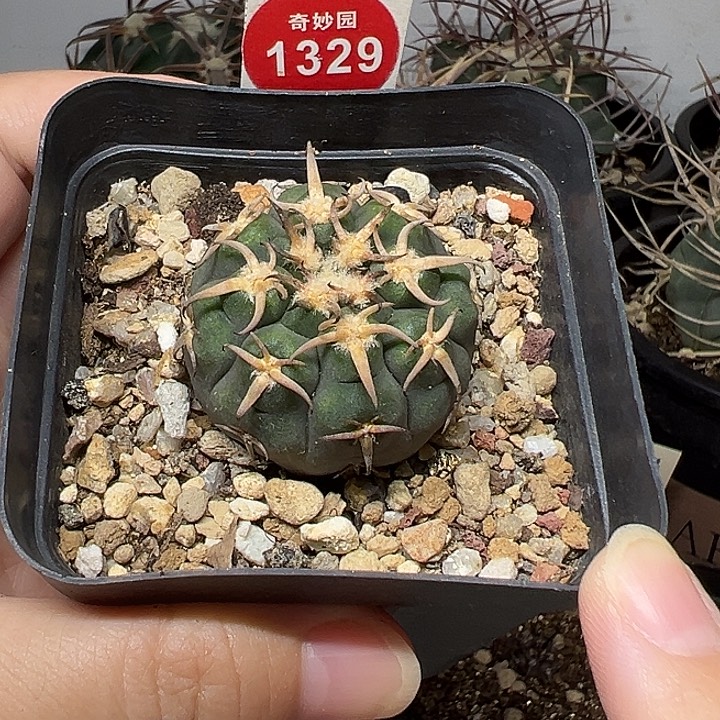 实生短豪刺猫爪3.6cm
