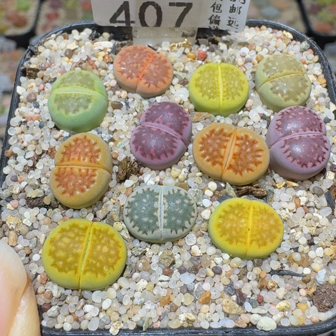 Ssss精品生石花407