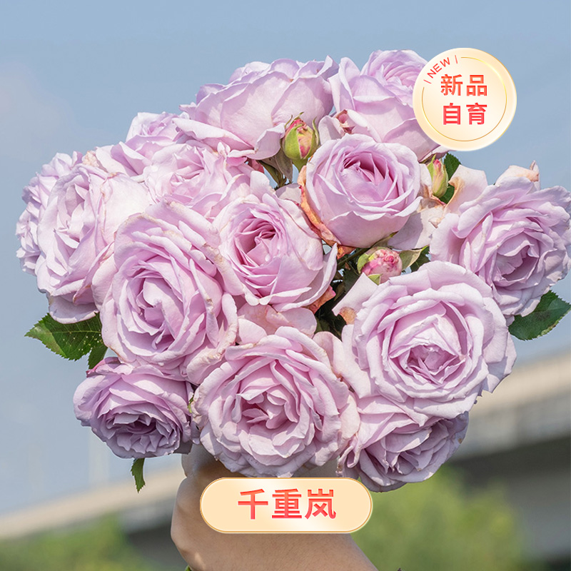【双节盛绽】天狼月季 千重岚 自育丰花 庭院花园观赏花卉盆栽苗