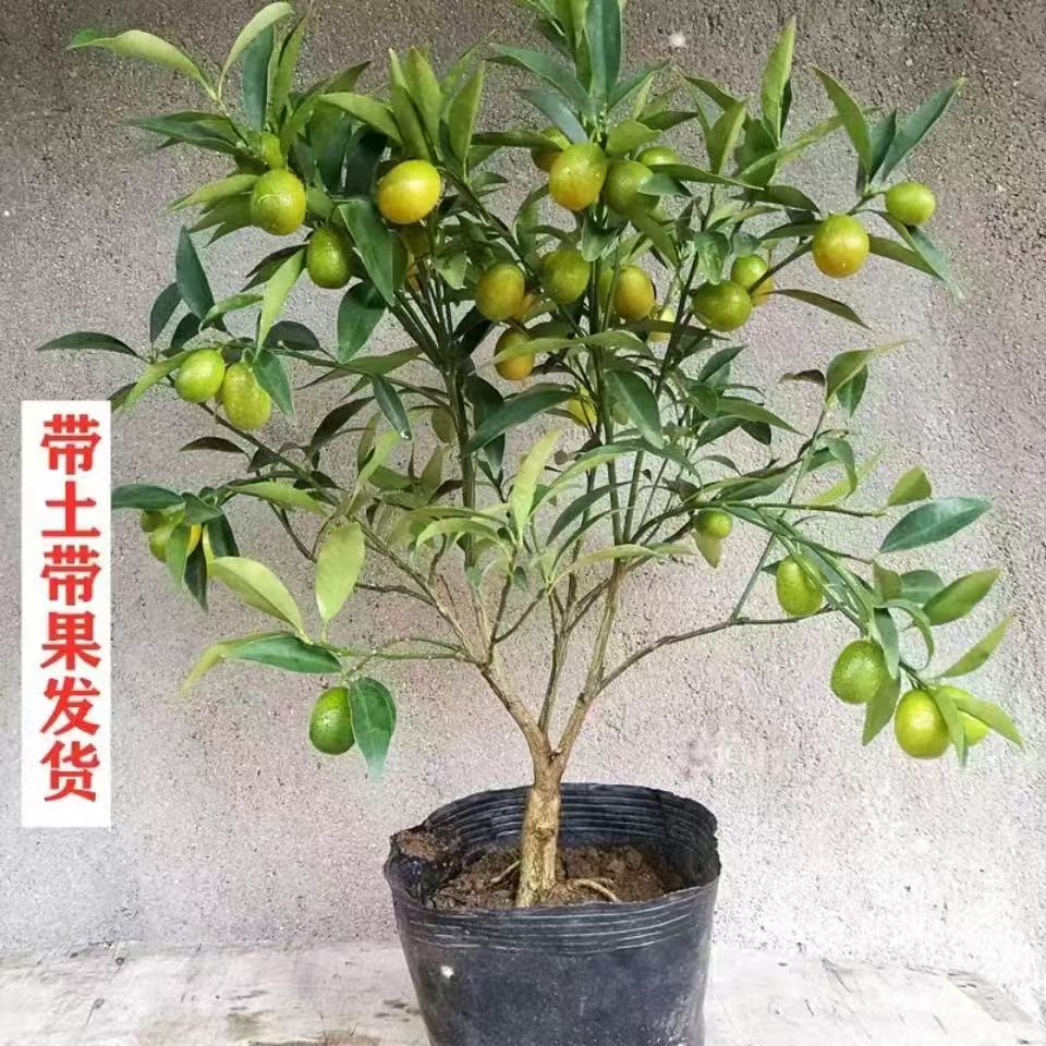 盆栽金桔室内室外绿植花卉养护阳台好养护