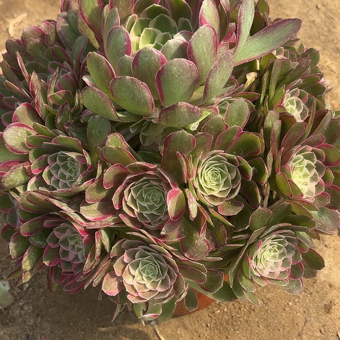 5.24-6孔雀翎多肉植物2