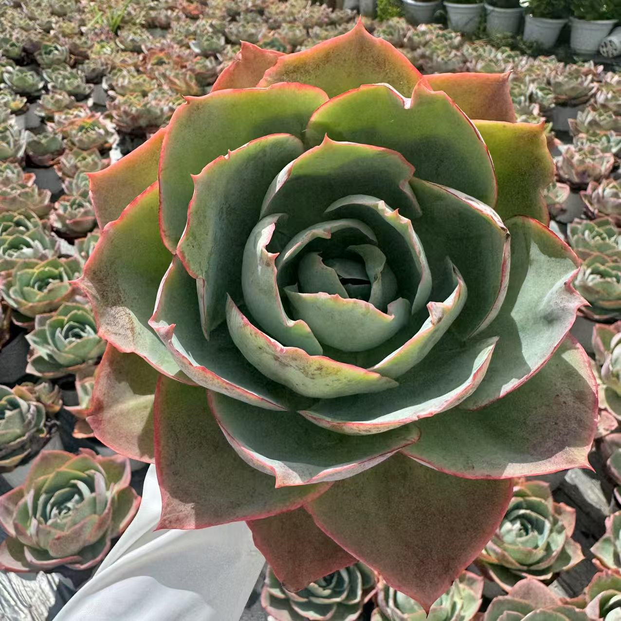 云漫多肉  盆栽达芬奇密码 12cm盆 新手必入 合单发货 多肉植物