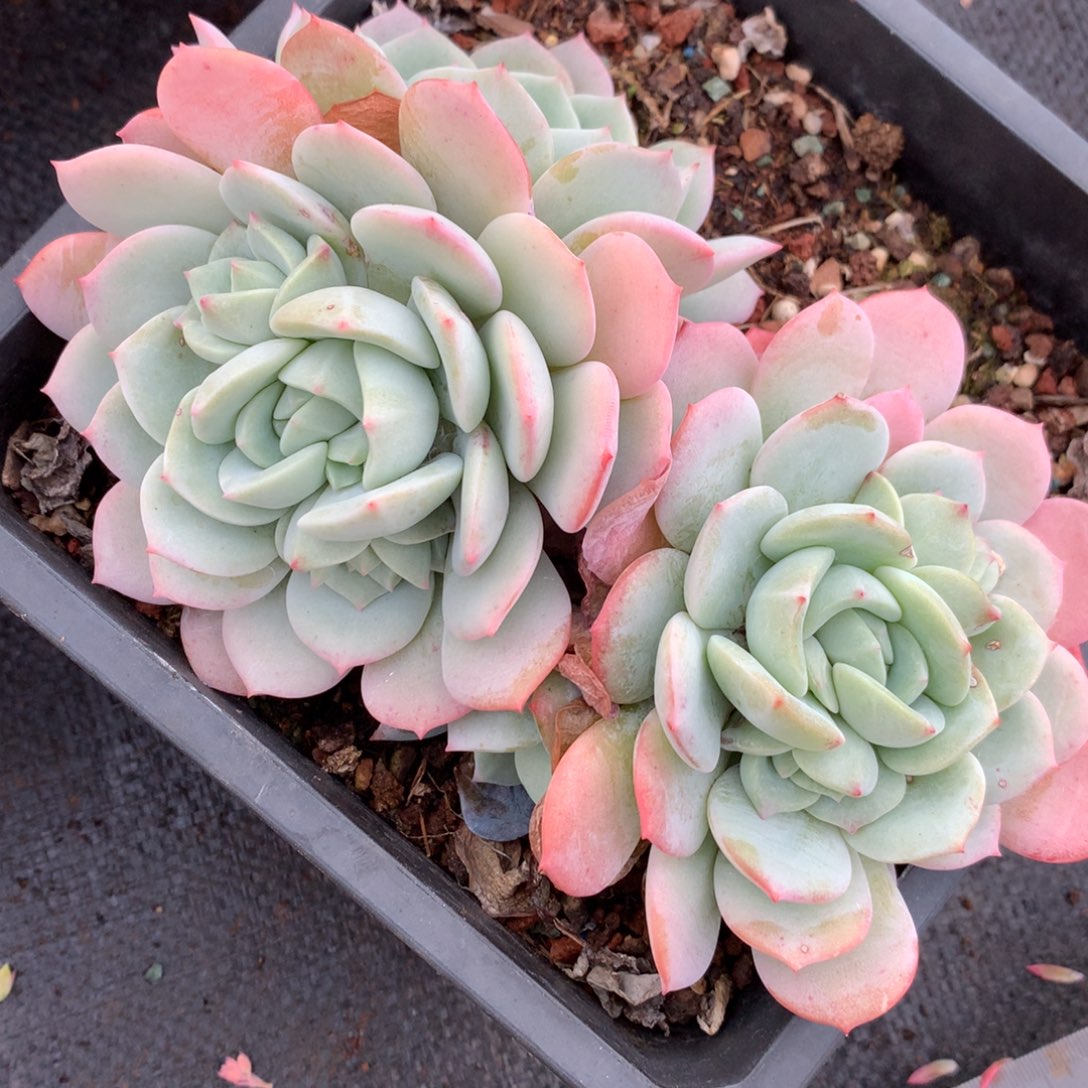 759有叶伤价15厘米