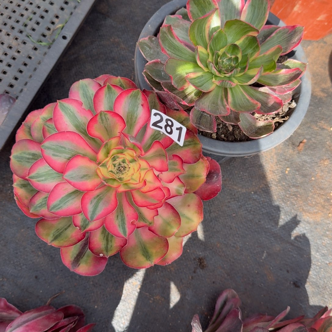 星***灯281多肉植物两颗一组