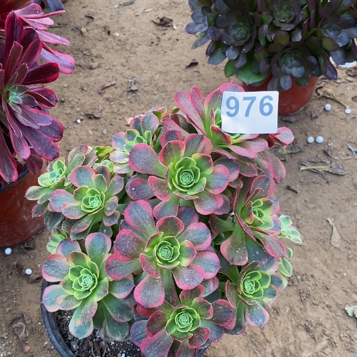 976万奶白绣球多肉
