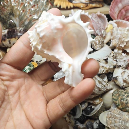 石材天然海螺贝壳寄居蟹替换3口径