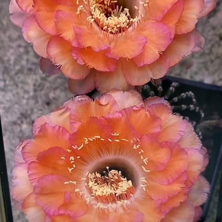 彩草心舞带根5公分左右