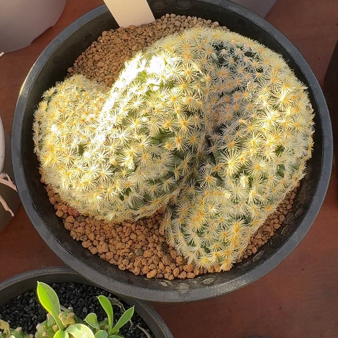 106号明星缀仙人球