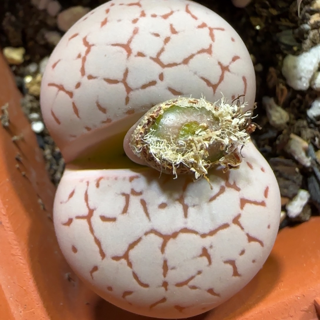 1.13 上播福利 灵耀玉 6018