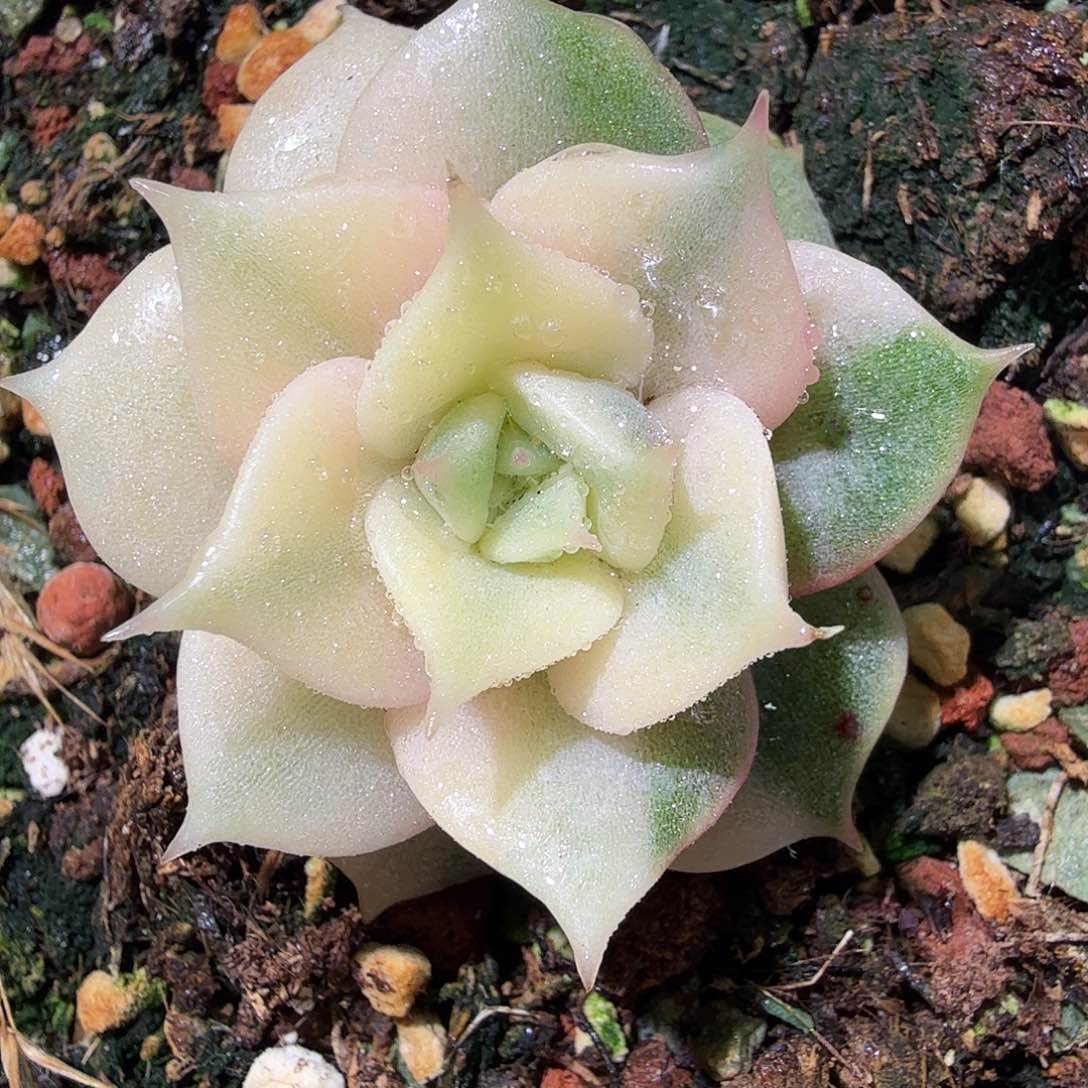 贝加尔湖锦，多肉植物