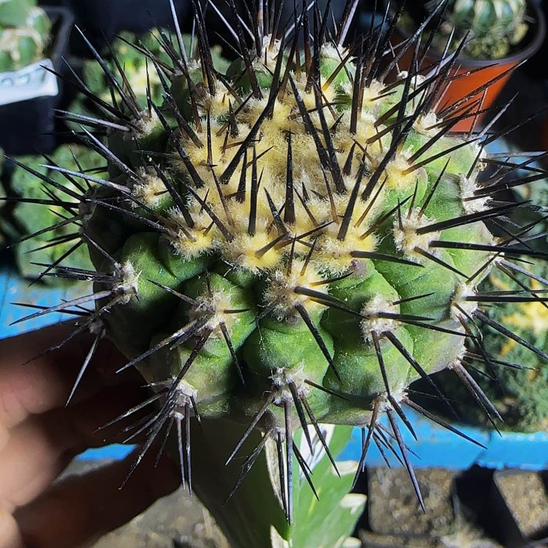 鬼神龙356仙人球