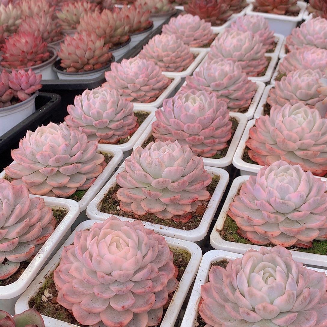 雪球锦000000000000000000