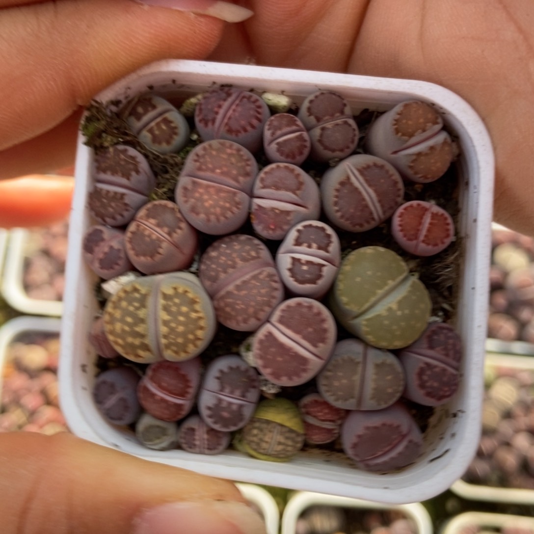 7709一盒紫混瑕疵