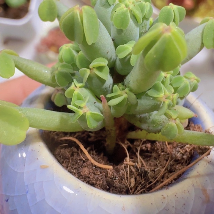 棒棒糖酢浆草一颗