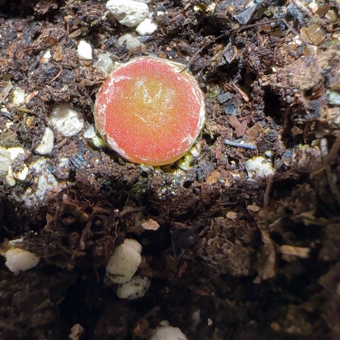 肉锥多肉植物百科-哈默759