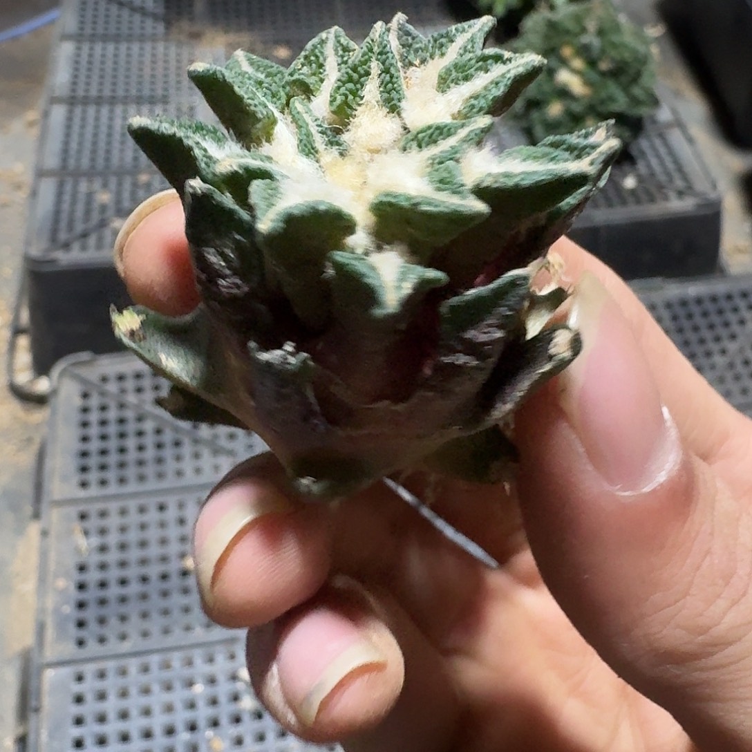 038号仙人球萝卜根