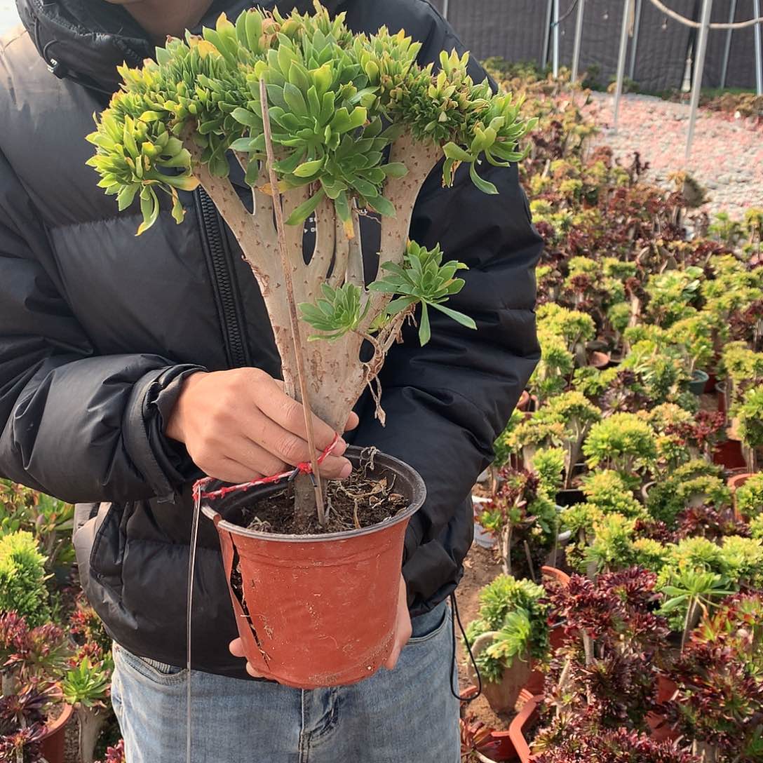 334原始绿缀化的