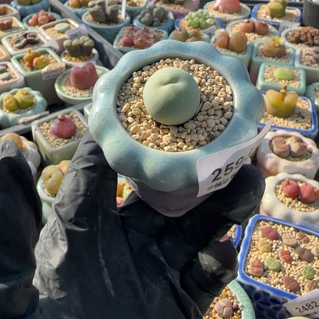 2596-一物一拍 带盆