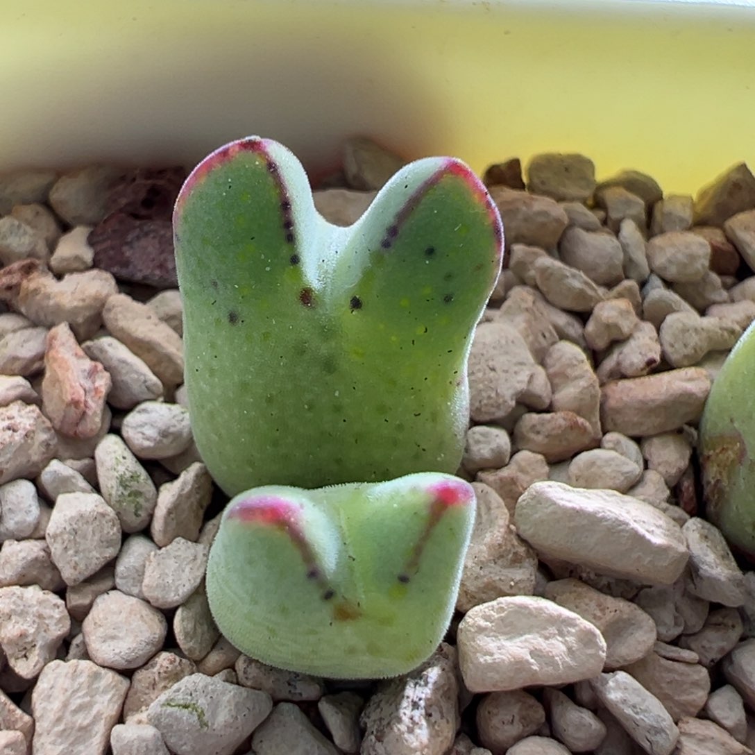 383。园艺优选985猪蹄