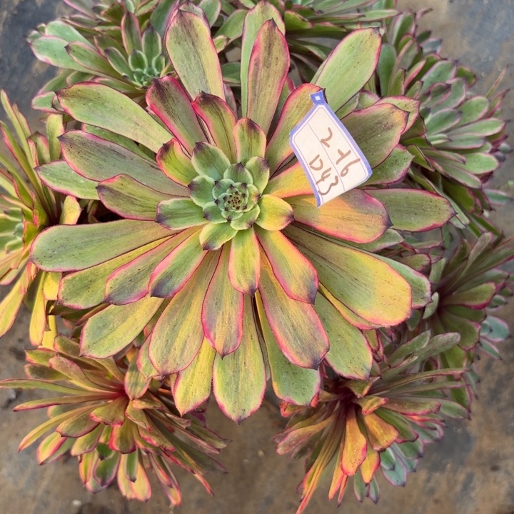 粉黛多肉断枝不包43