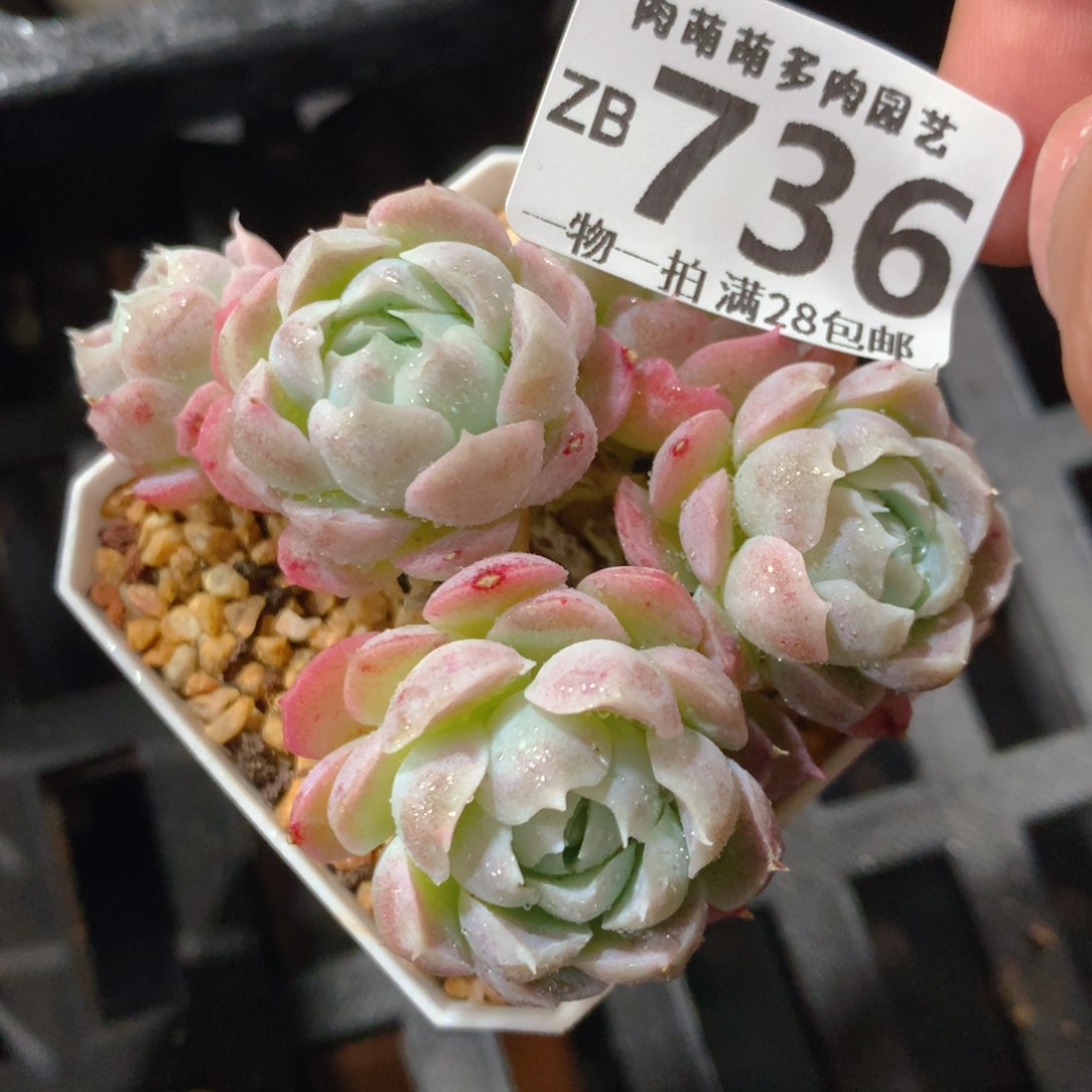 5CM拇指盆精控多肉ZB736