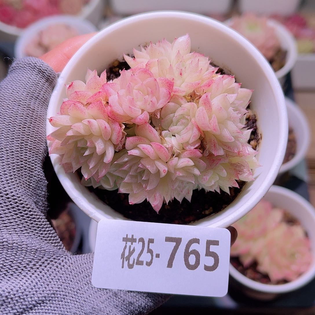 花25-765麦秆群生