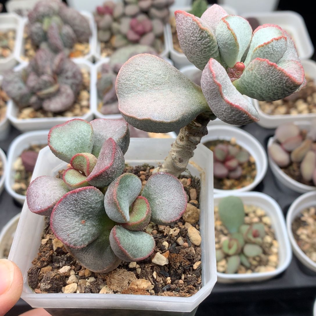 春彩磨砂蛋桩子 7方盆 带盆土