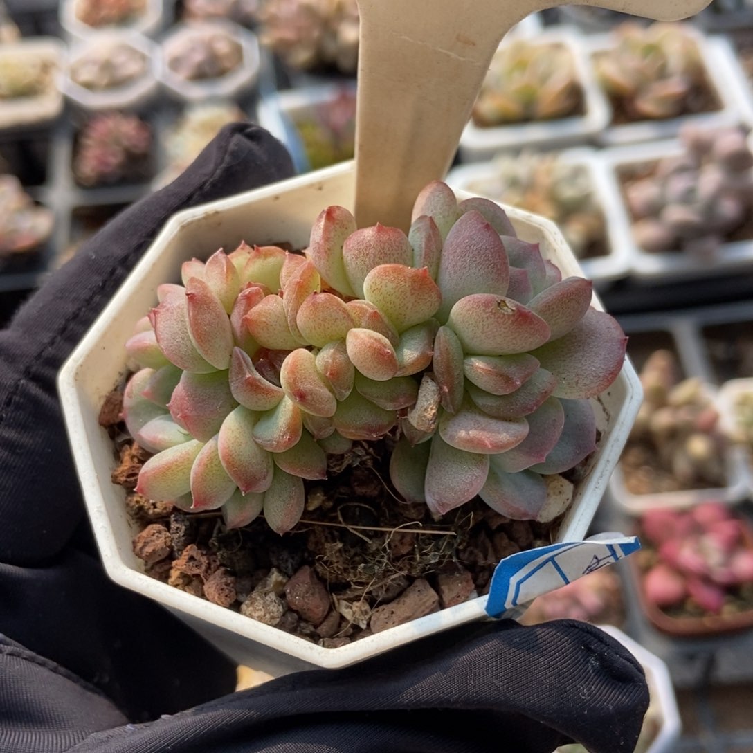 6029琥珀七头多肉植物