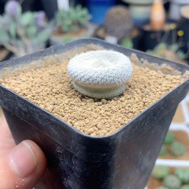 自根小人帽子仙人球带盆